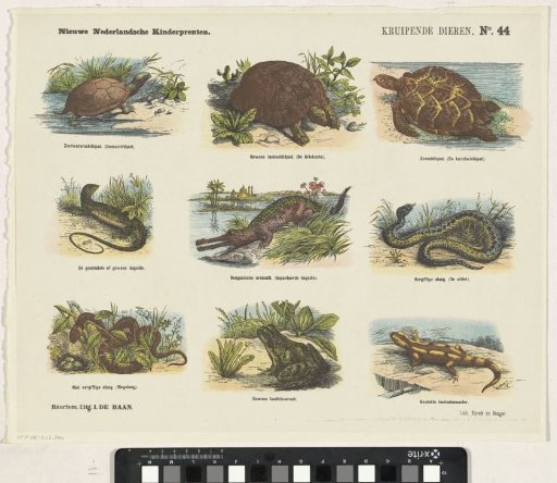 Creeping animals