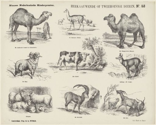 Ruminant or Two-Hoofed Animals