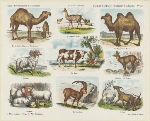 Ruminant or Two-Hoofed Animals