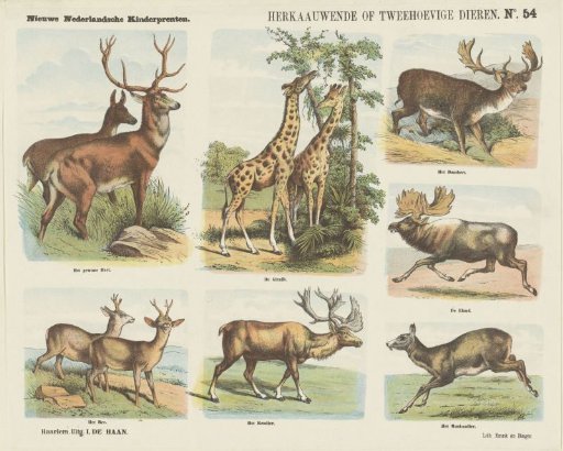 Ruminant or Two-Hoofed Animals