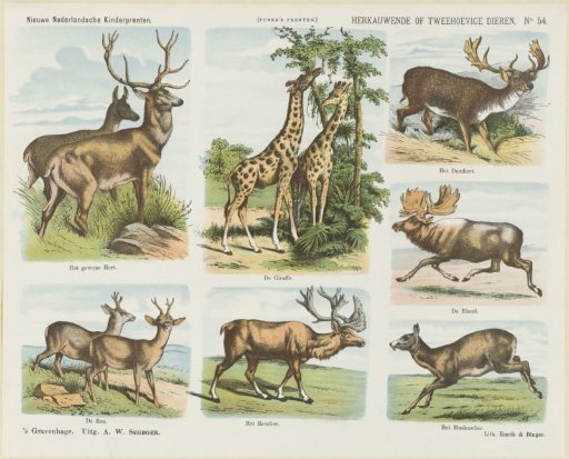 Ruminant or Two-Hoofed Animals