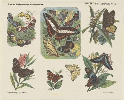 Insects (day butterflies)