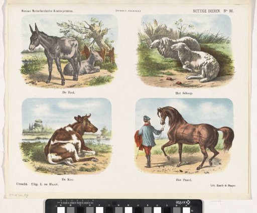 Useful Animals