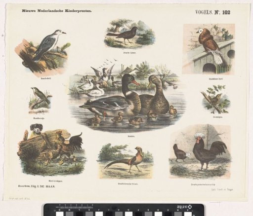 Birds