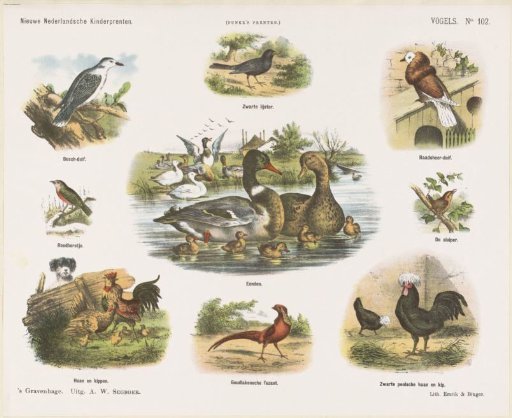 Birds