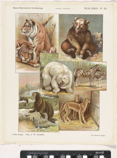 Wild animals
