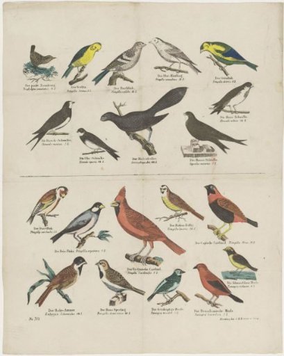 Birds