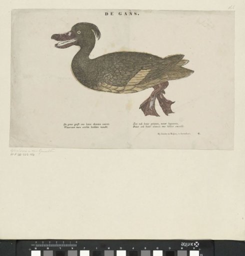 The Goose