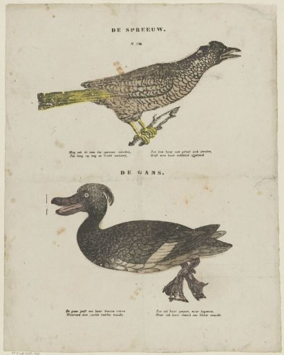 The Starling / The Goose
