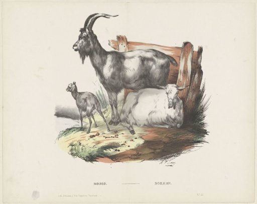 Goats / Goats