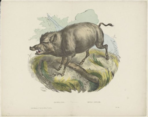Boar / Wild Boar