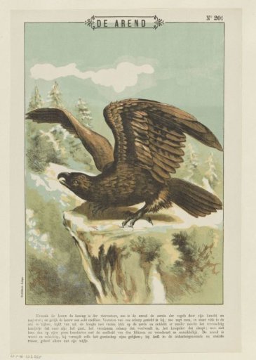 The eagle
