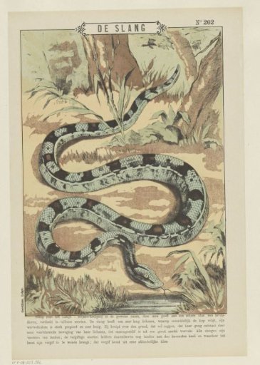 The snake