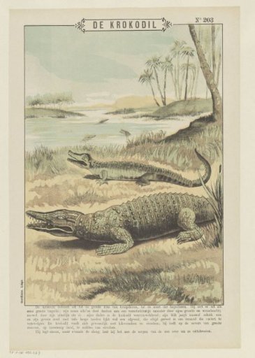 The crocodile