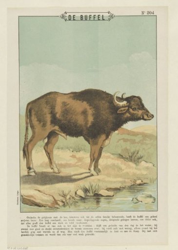 The buffalo