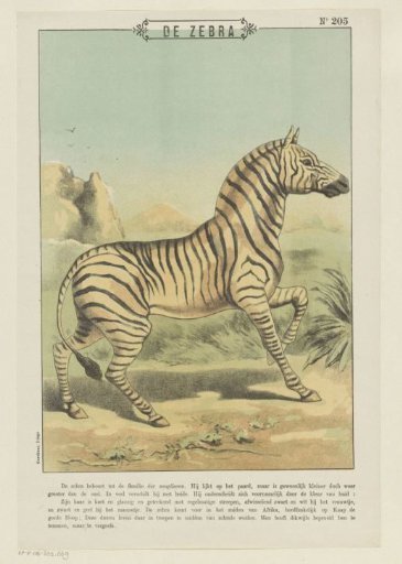 The Zebra