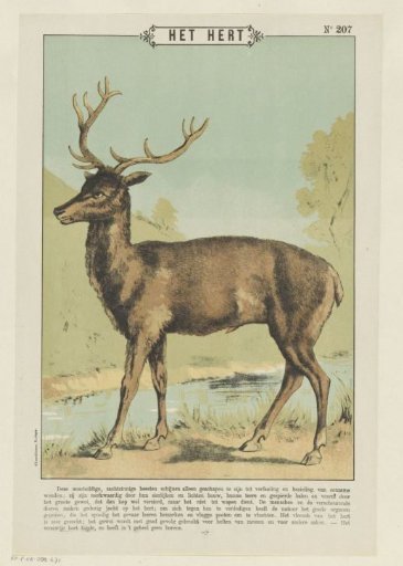 The Deer