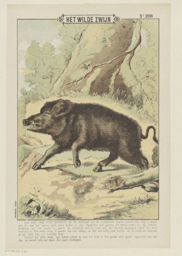 The Wild Boar