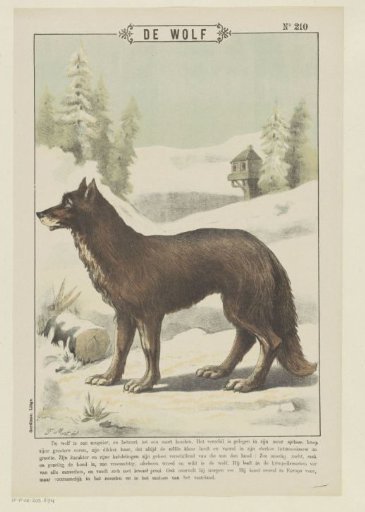 The Wolf