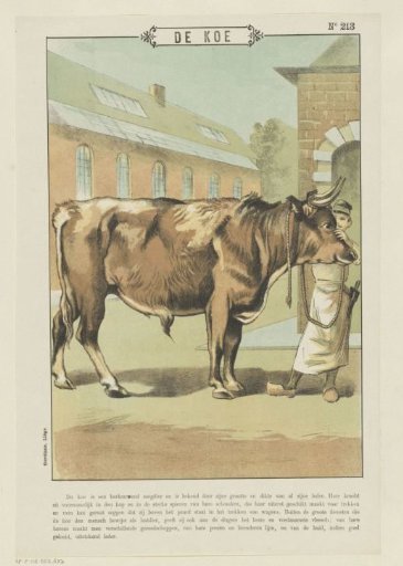 The Cow