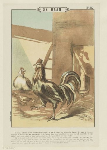The Rooster