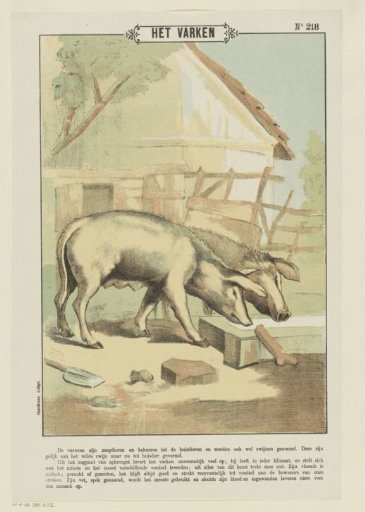 The Pig