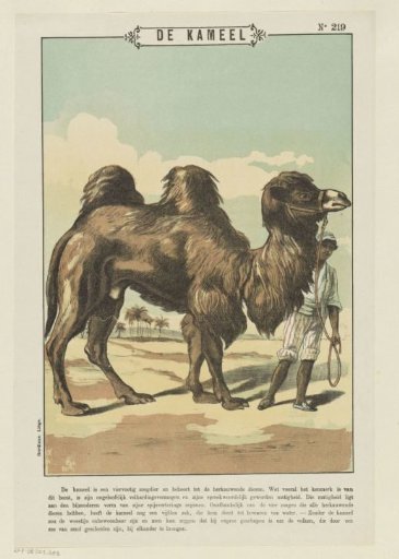 The Camel