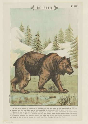 The Bear