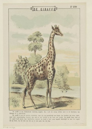 The Giraffe