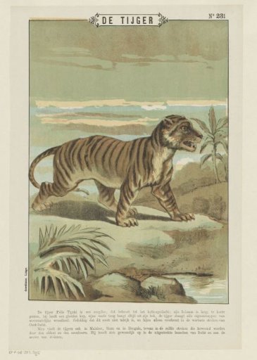 The Tiger