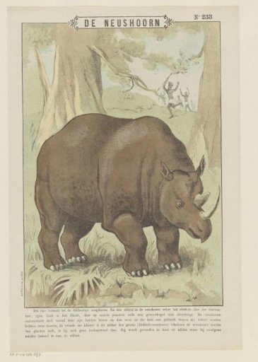 The Rhinoceros