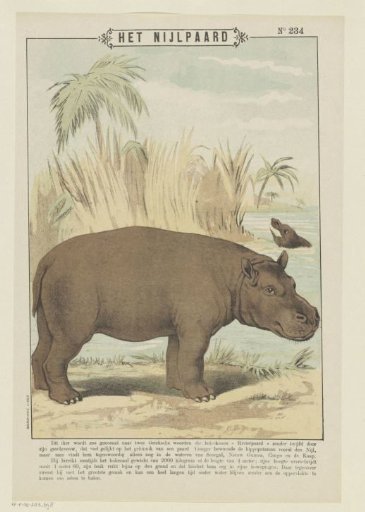The Hippopotamus