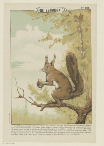 The Squirrel