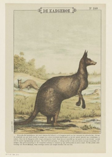 The Kangaroo