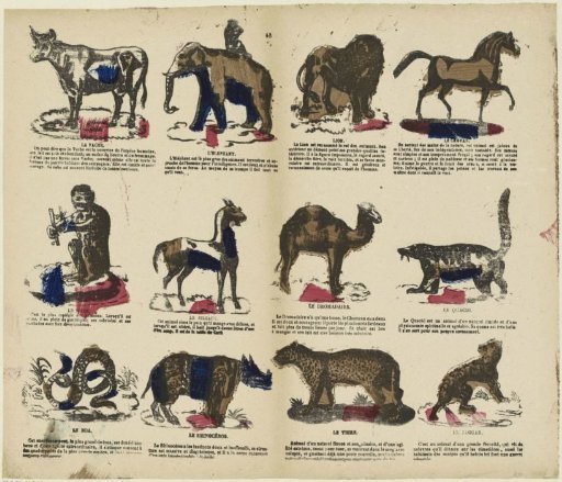 Animals