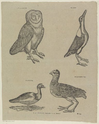 Birds