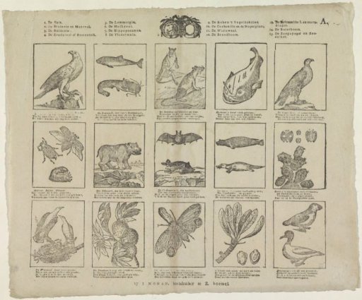 Animals, insects and plants