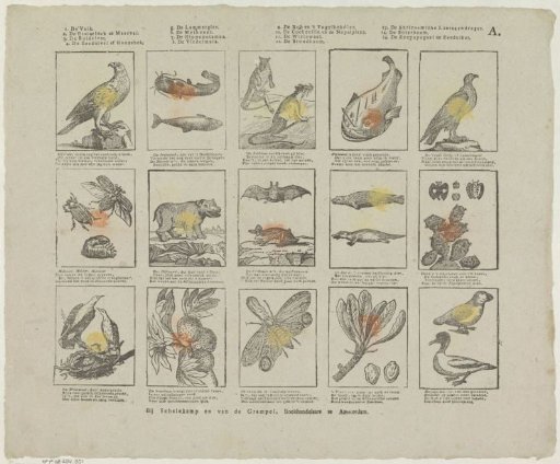 Animals, insects and plants