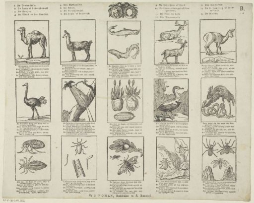 Animals and insects