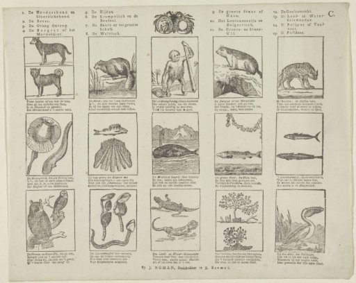 Animals and plants
