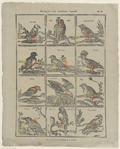 Menagerie of various birds