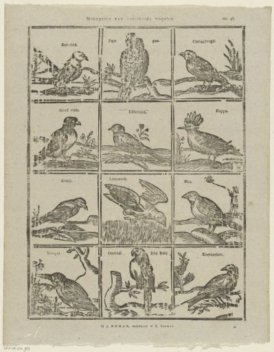 Menagerie of various birds