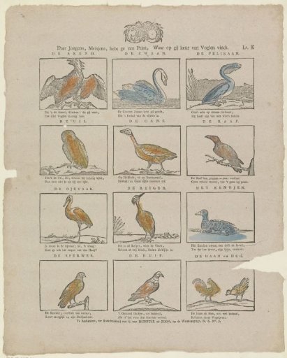 Come on, boys and girls, here is a print where you can find a selection of birds