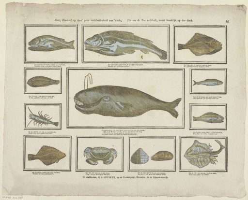 Behold, children! on this print a variety of fish, which the sea provides us, most delicious on the table