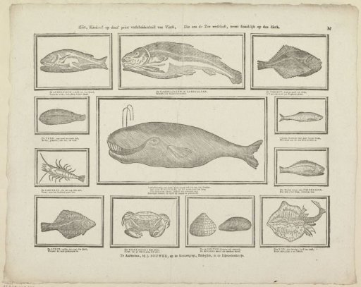 Behold, children! on this print a variety of fish, which the sea provides us, most delicious on the table