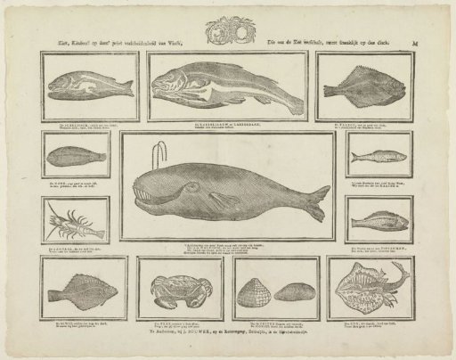 Behold, children! on this print a variety of fish, which the sea provides us, most delicious on the table