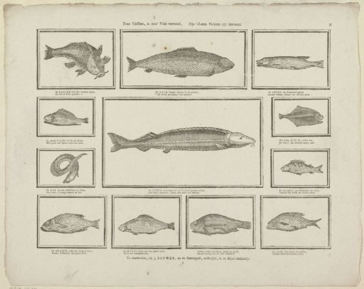 Through the fish shown in this print, the country's rivers are richly inhabited