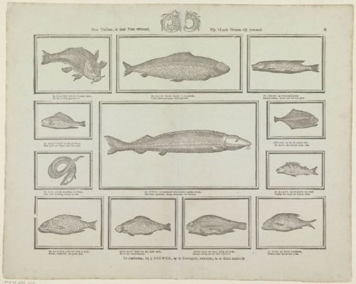 Through the fish shown in this print, the country's rivers are richly inhabited
