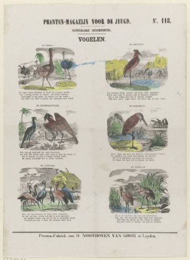 Birds