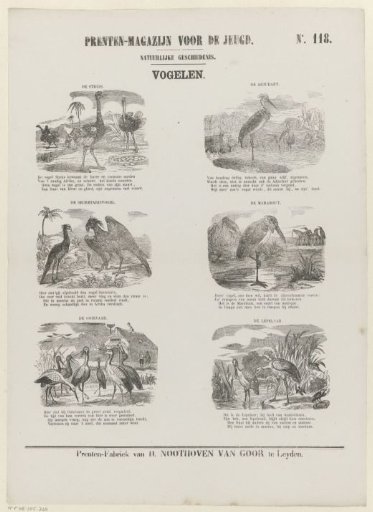 Birds